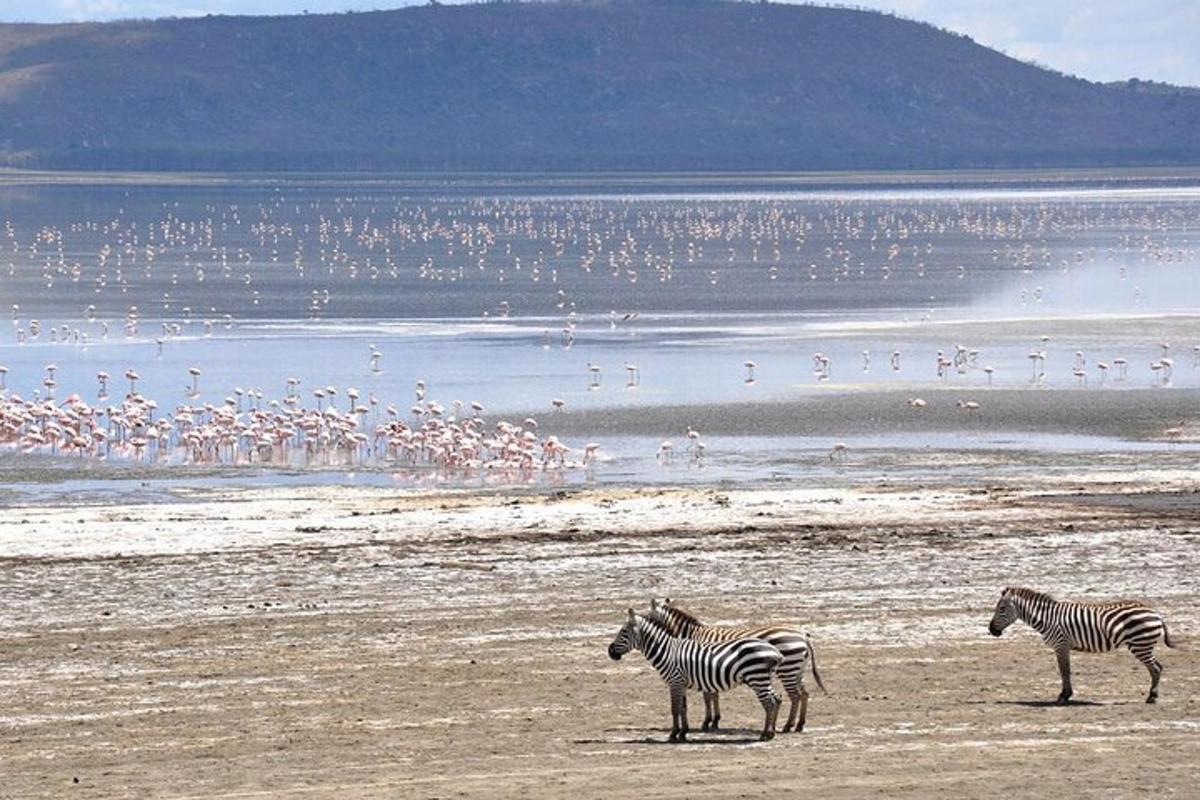 three zebras standing on a beach with a flock of birds