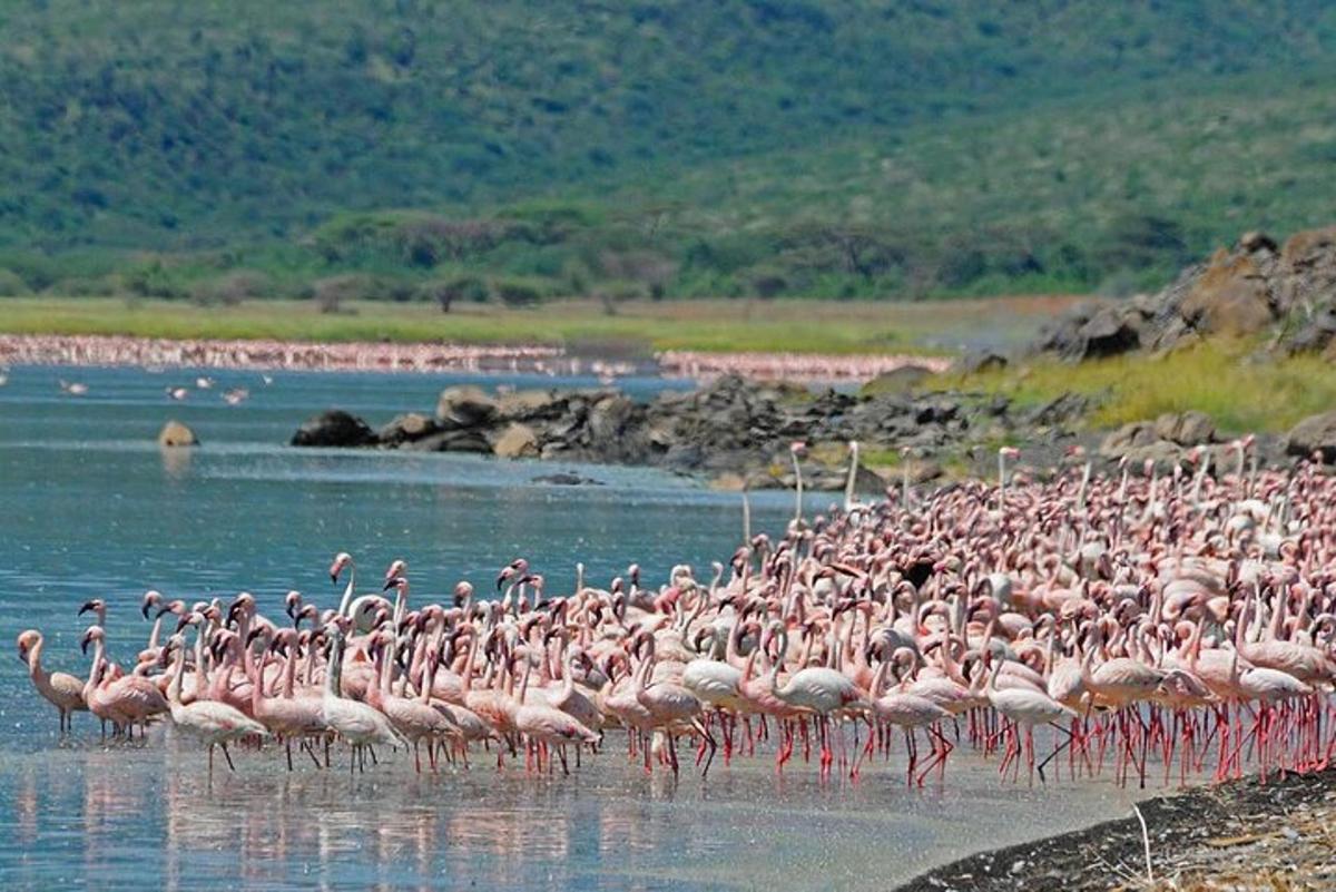 a large flock of pink flamingos standing in the water