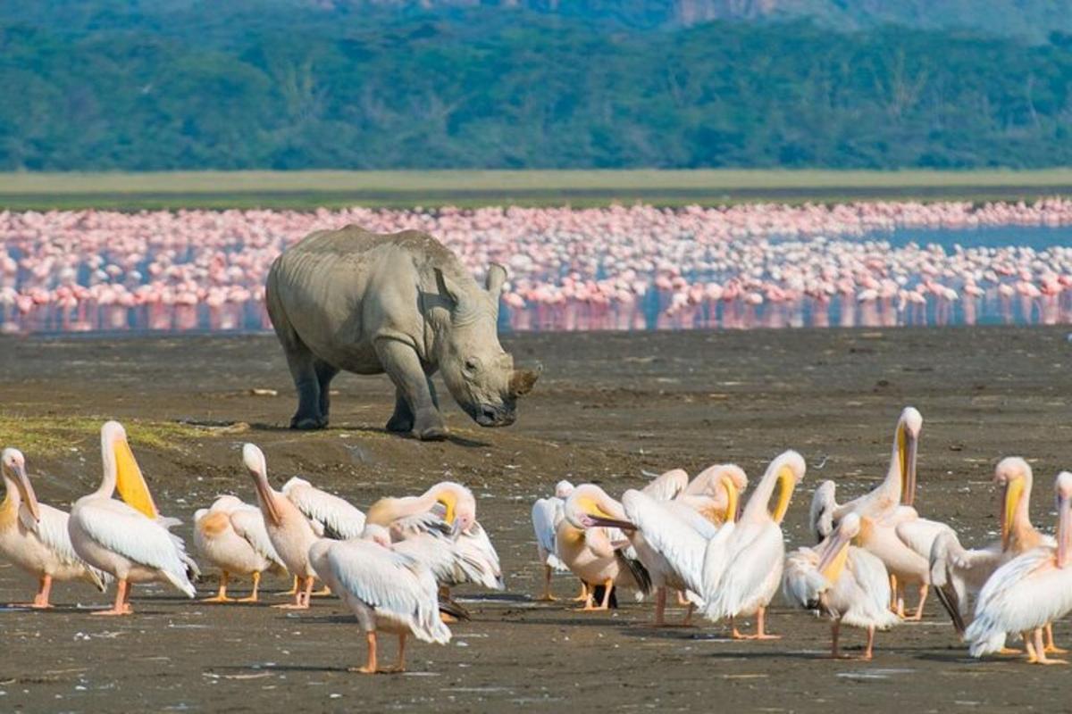Un rinoceronte parado frente a una bandada de pájaros