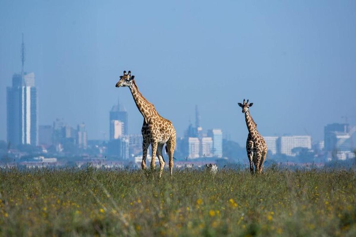 dalawang giraffe na nakatayo sa isang patlang na may isang lungsod sa background