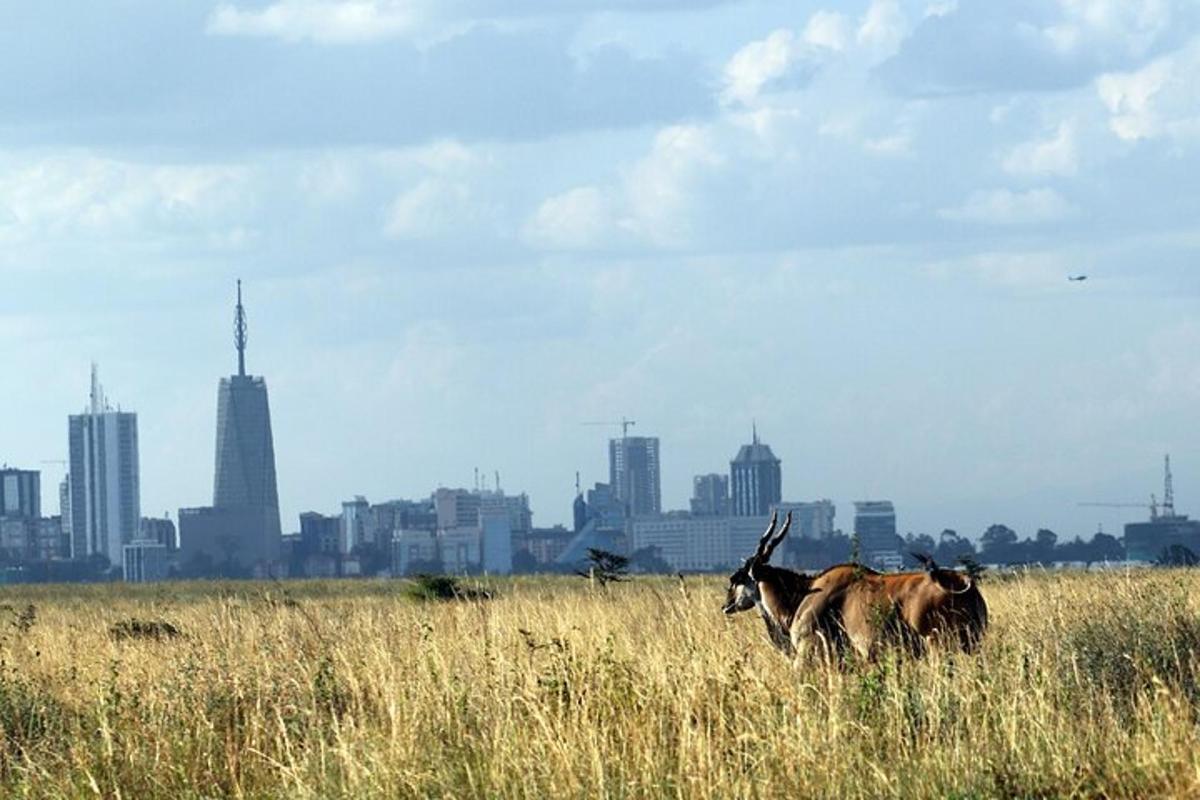 two animals in a field with a city in the background