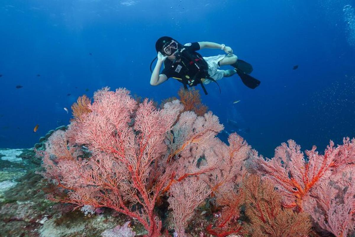 Una persona se está sumergiendo sobre un arrecife de coral.