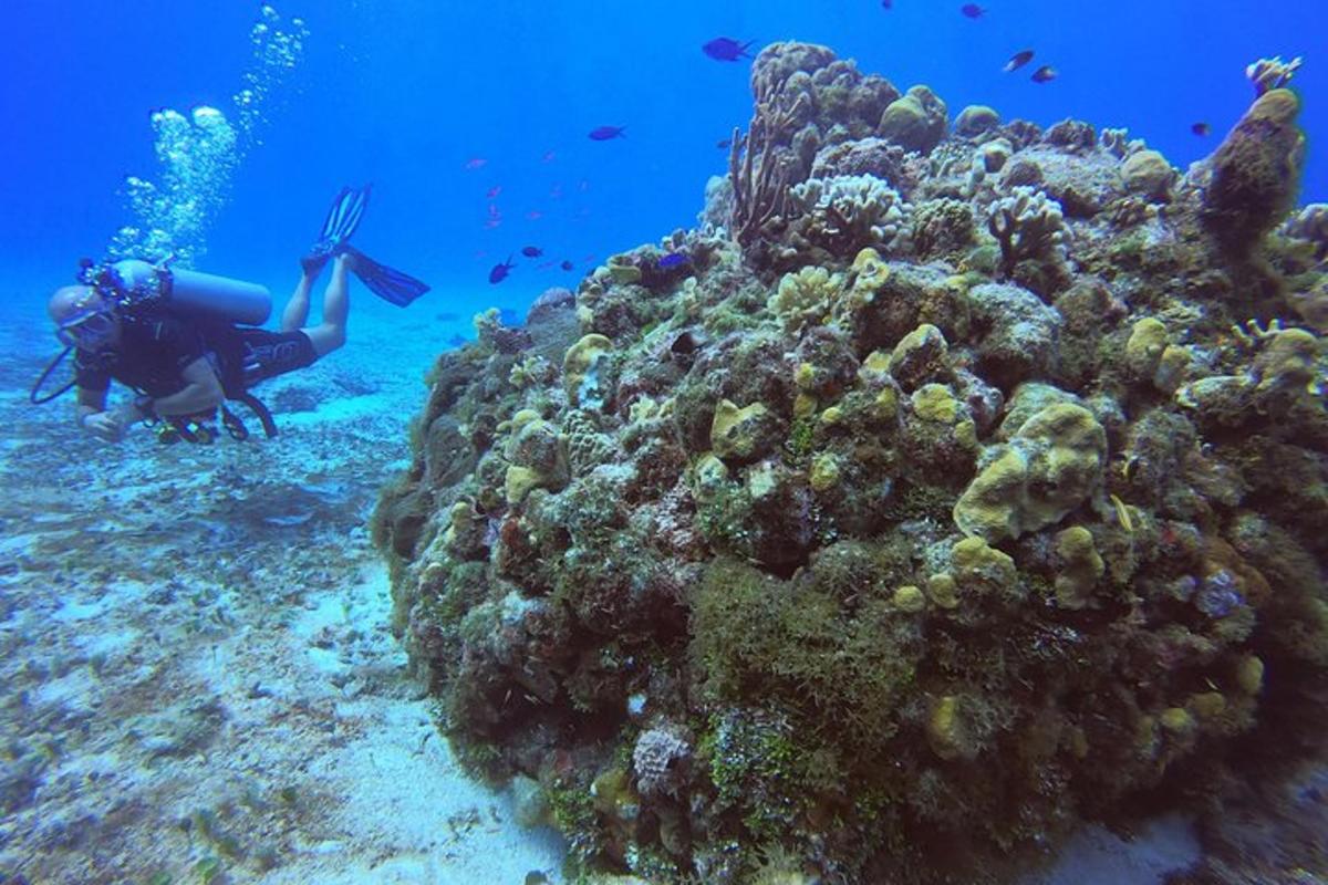 a person swimming in the ocean next to a coral reef