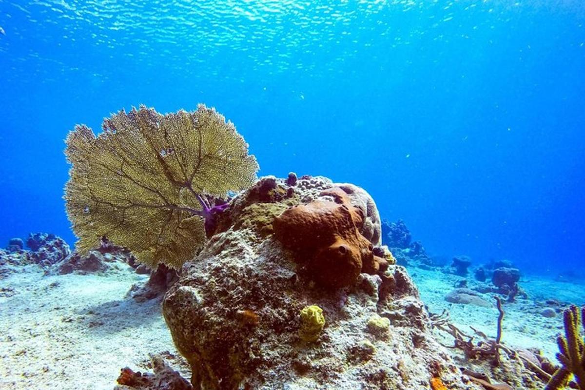 Подводни поглед на корални гребен са рибом