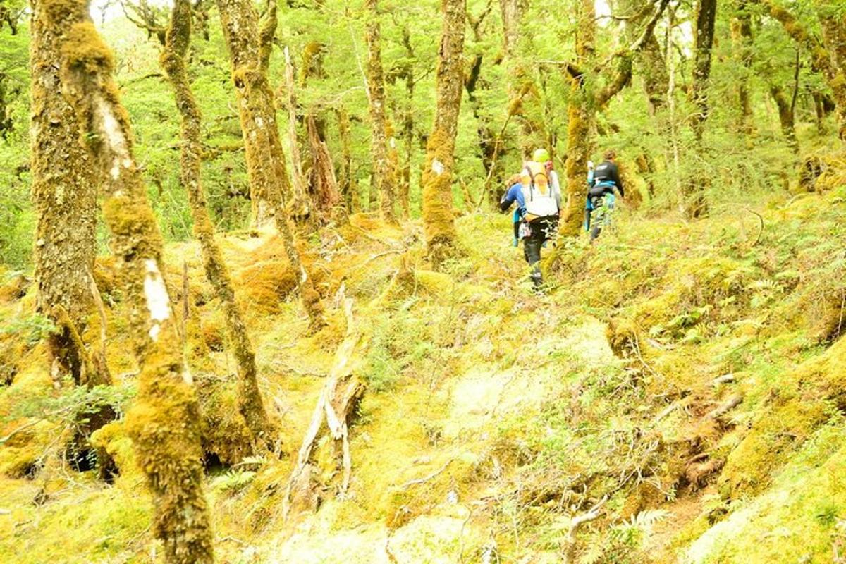 two people walking on a trail in a forest