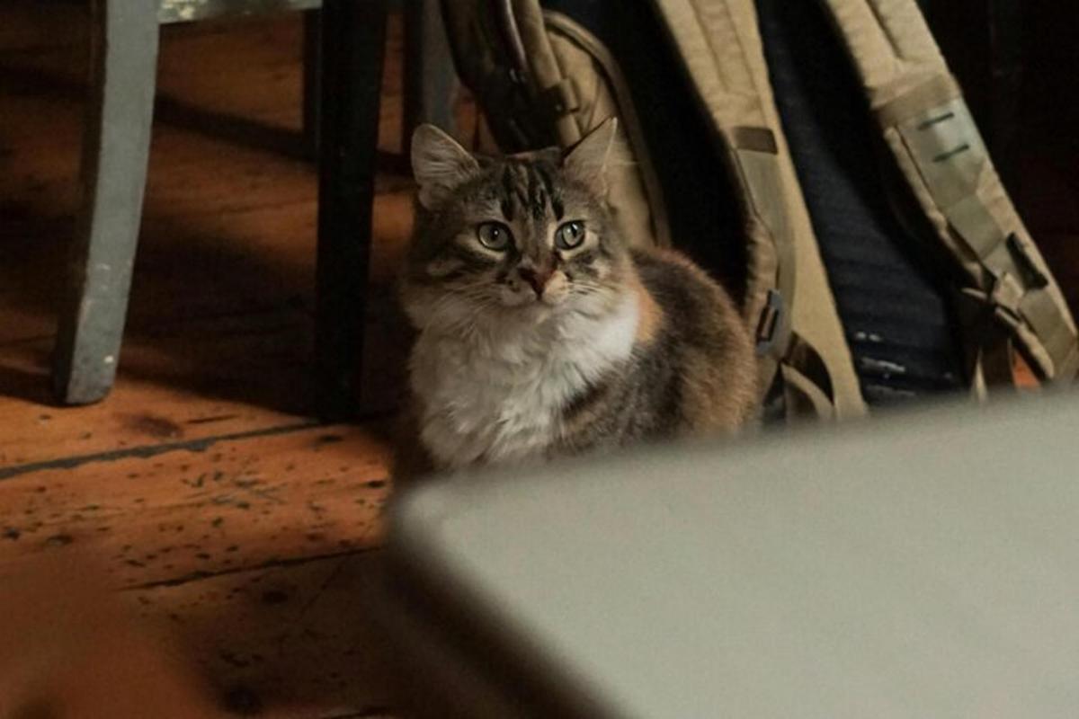 un gatto seduto in una borsa che guarda la telecamera