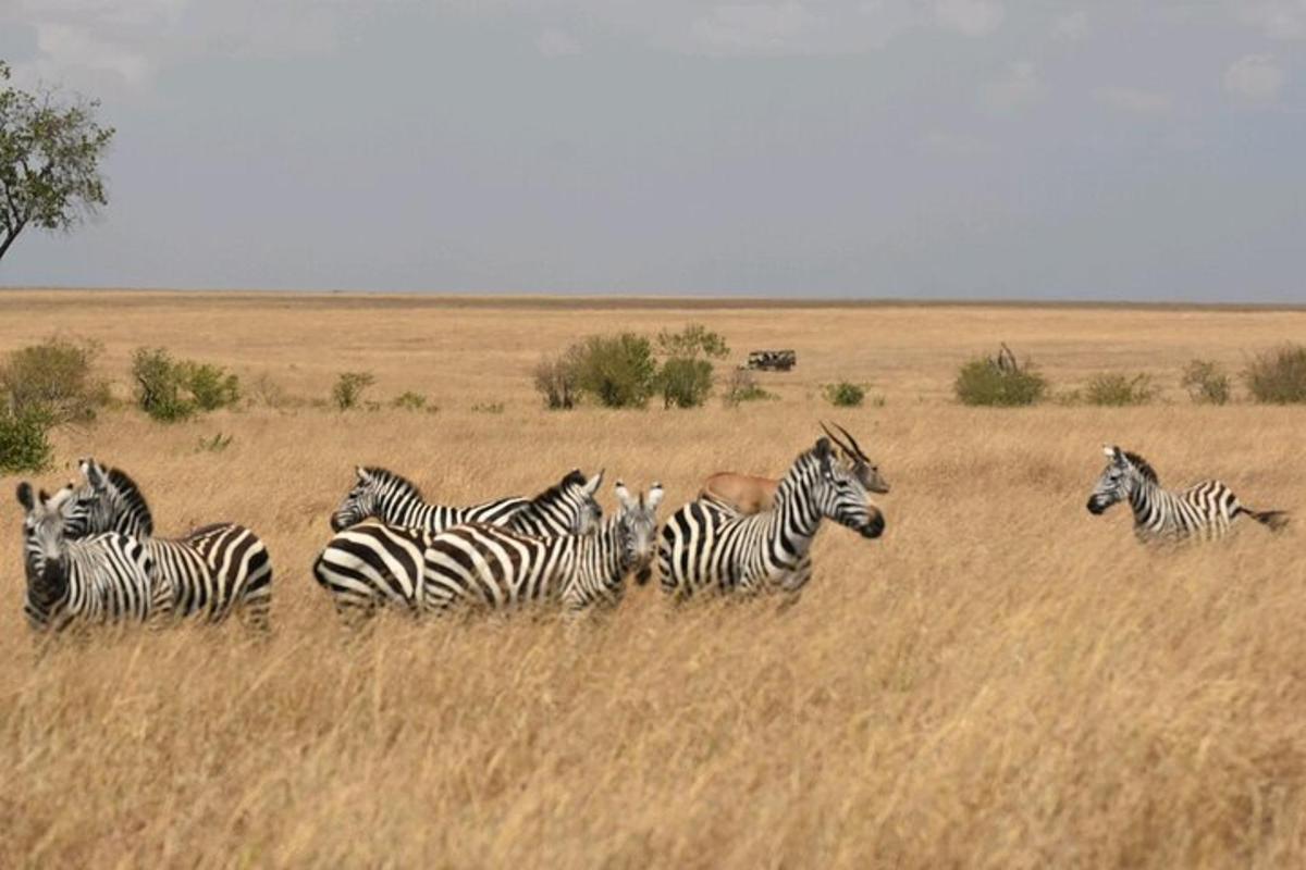 kawanan zebra di padang rumput tinggi
