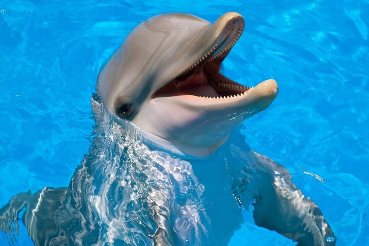 delfin u vodi s otvorenim ustima