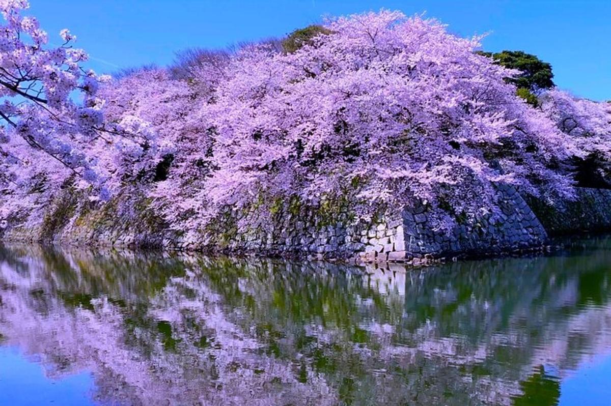 水面の上にある紫色の花が咲いている木