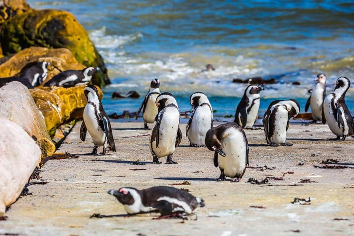 pingviinide grupp rannas seismas