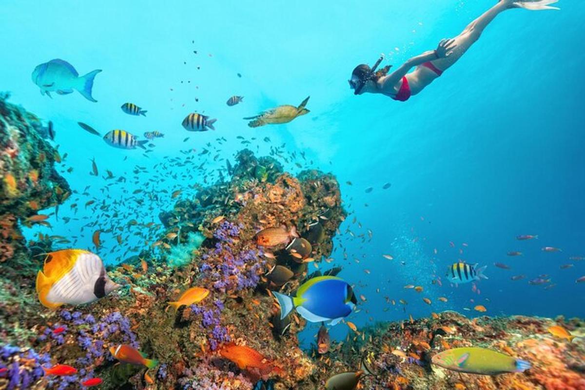 una persona nadando sobre un arrecife de coral con peces