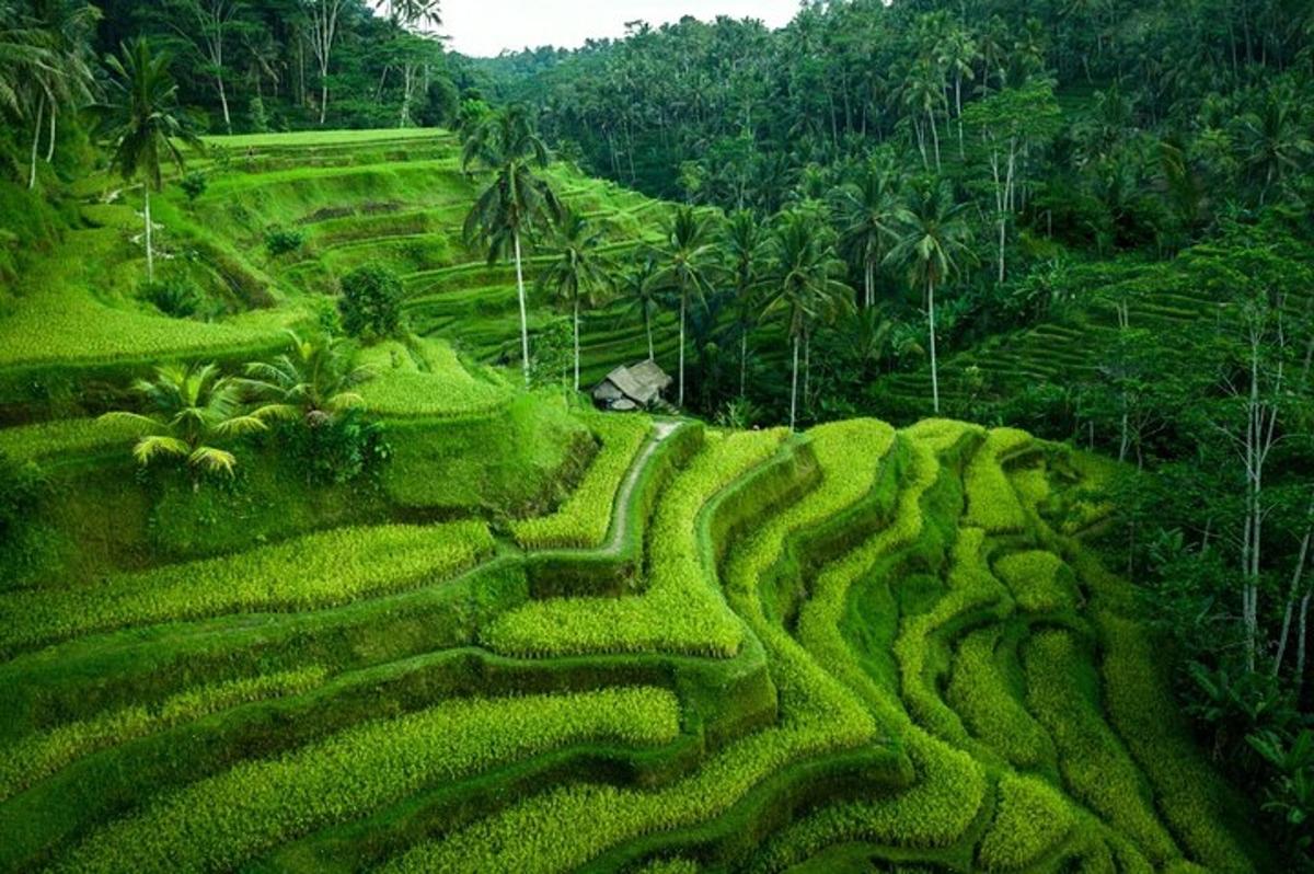 一片绿色草地的图像