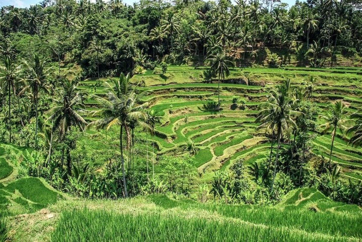 pemandangan dari udara padang dengan pokok palma