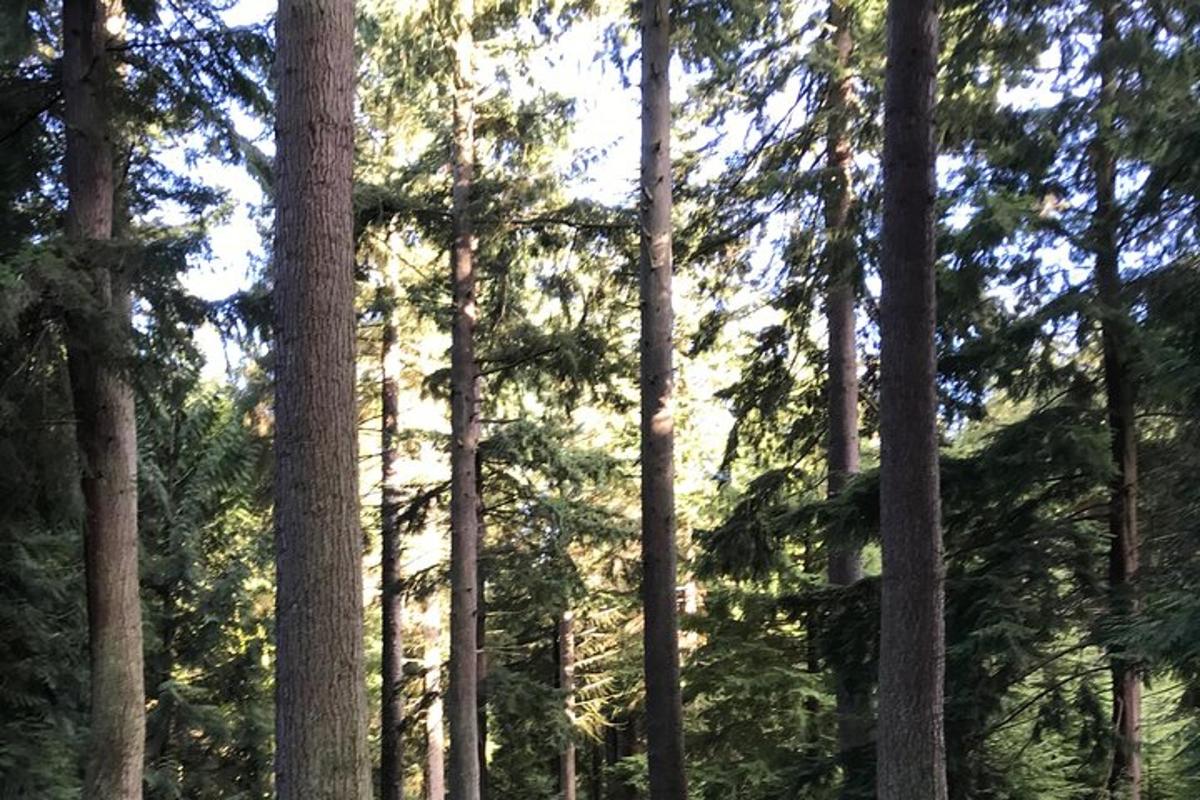una foresta di pini con il sole che splende attraverso di loro