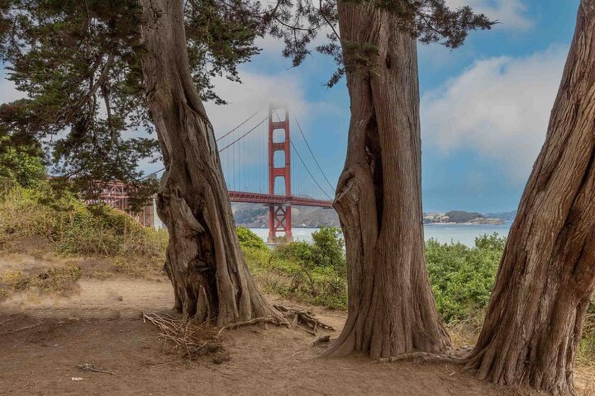 Pohled na most Golden Gate zpoza dvou stromů