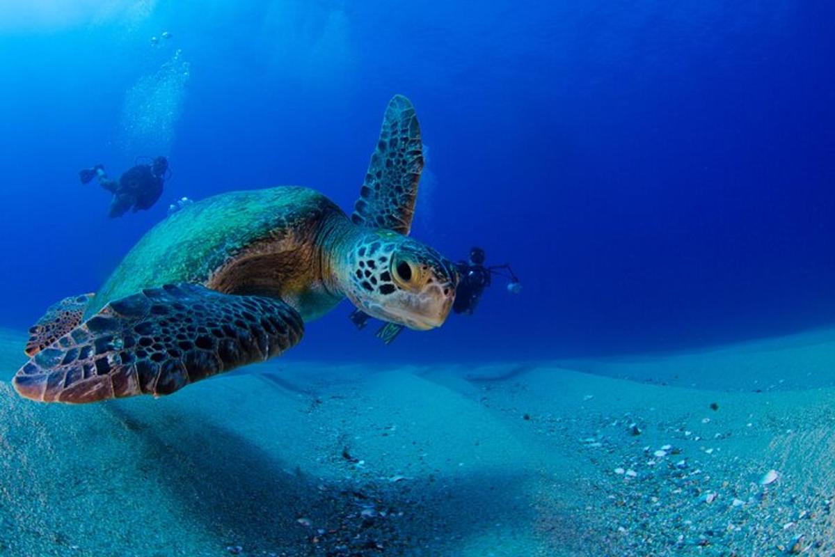 una tartaruga verde che nuota nell'oceano con un sub