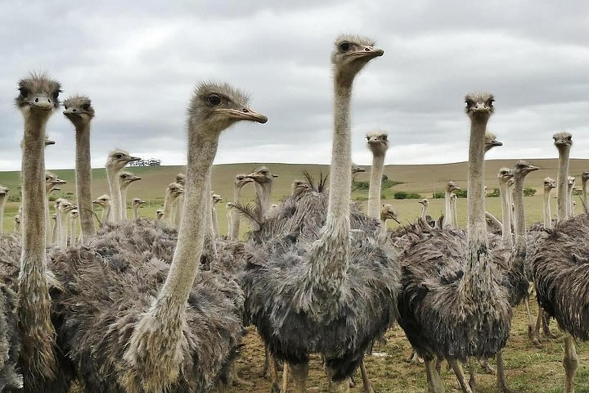 eine Gruppe von Straußen, die auf einem Feld stehen