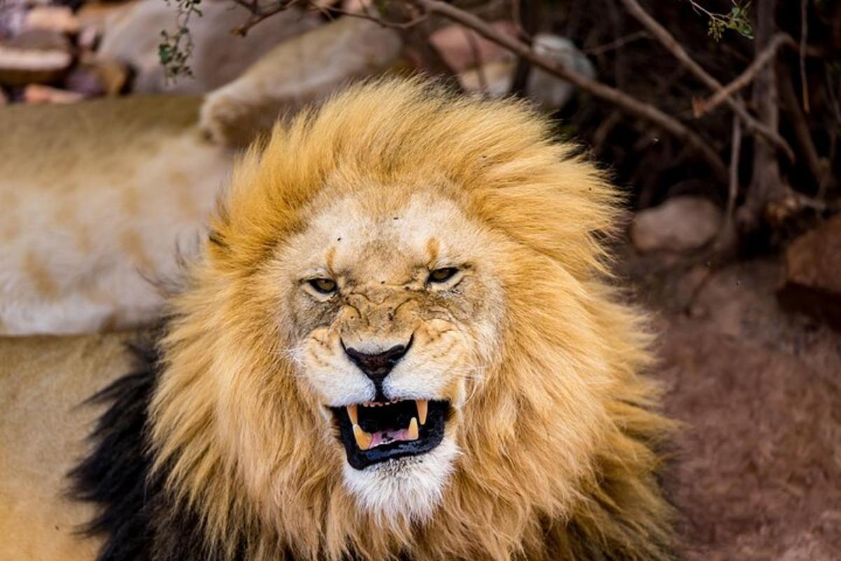 un leone con la barba leonina e la bocca aperta