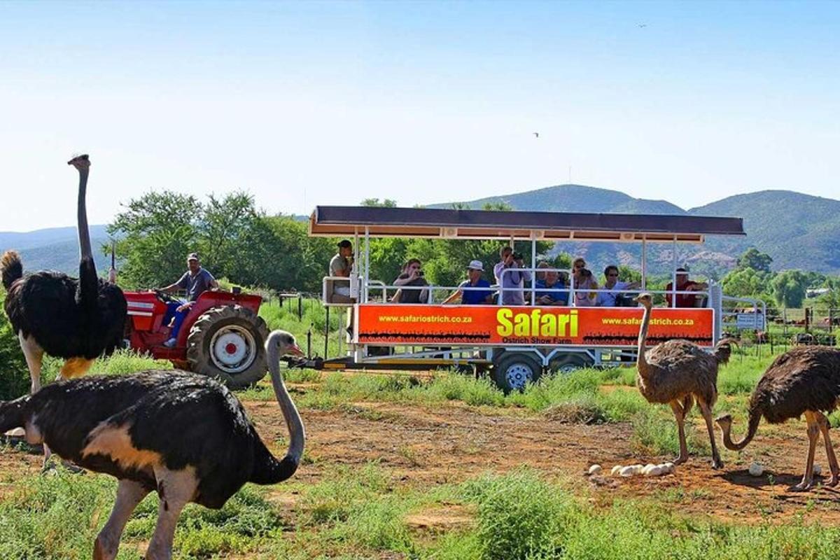 eine Gruppe von Straußen, die um einen Safaribus herumstehen