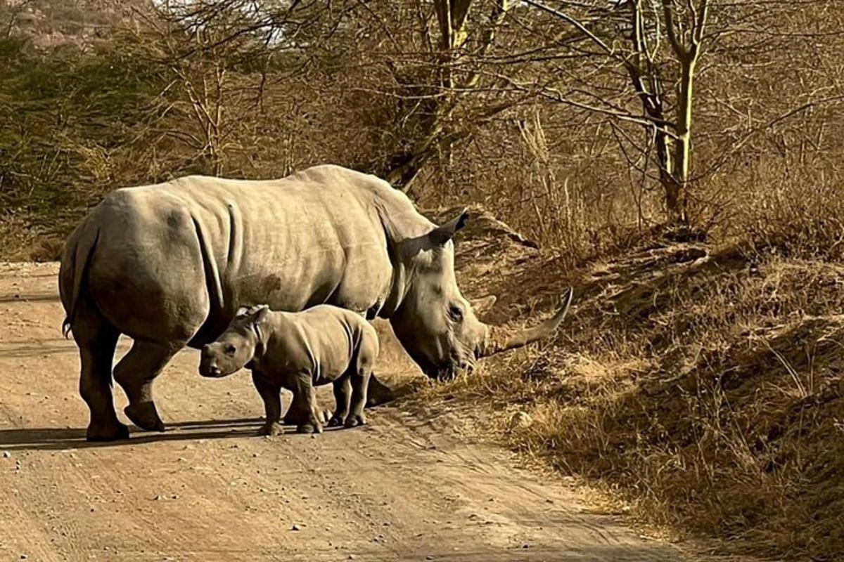 seekor badak sumbu dan seekor anak badak sumbu berjalan di jalan tanah