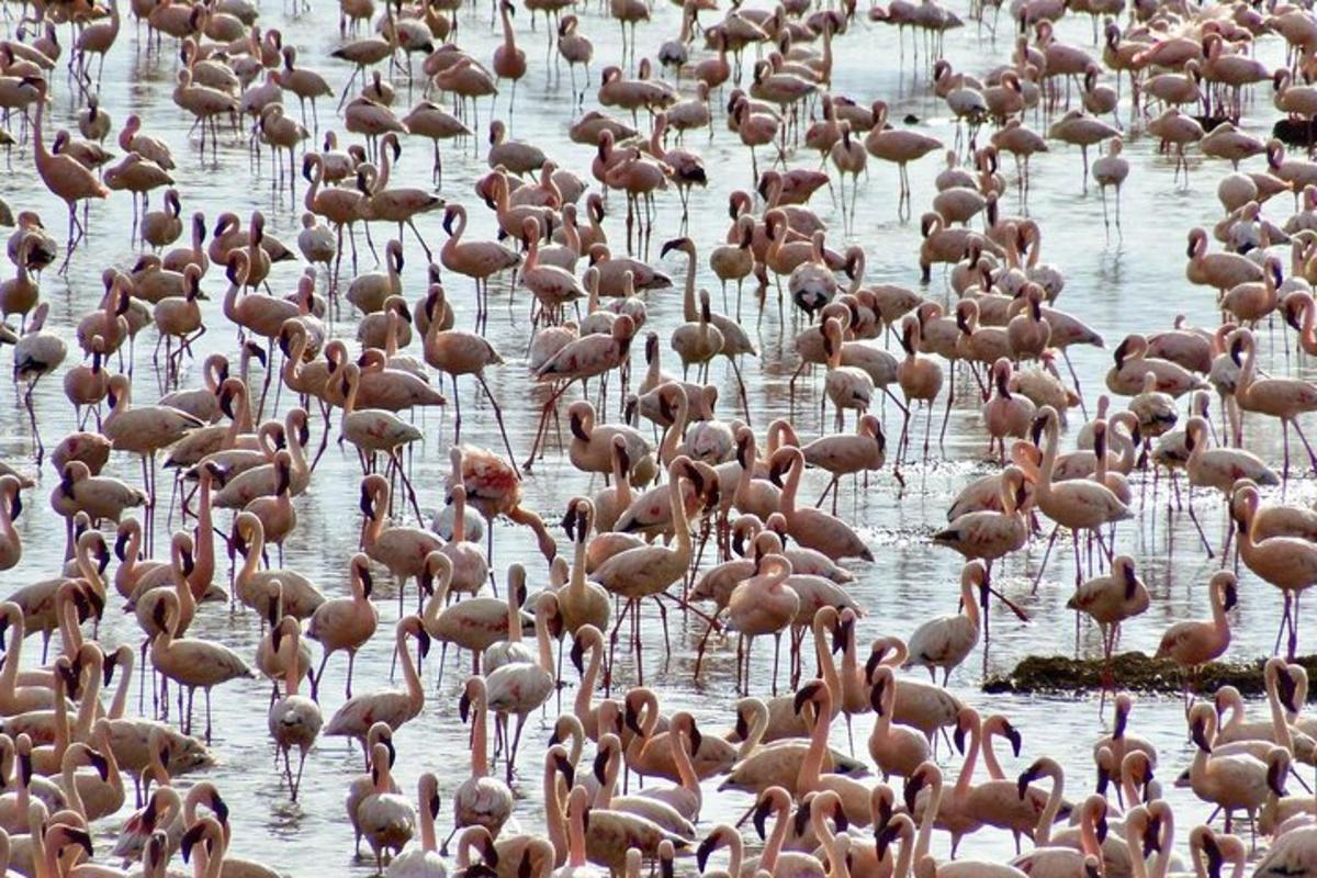 sekawan flamingo merah jambu berdiri di dalam air