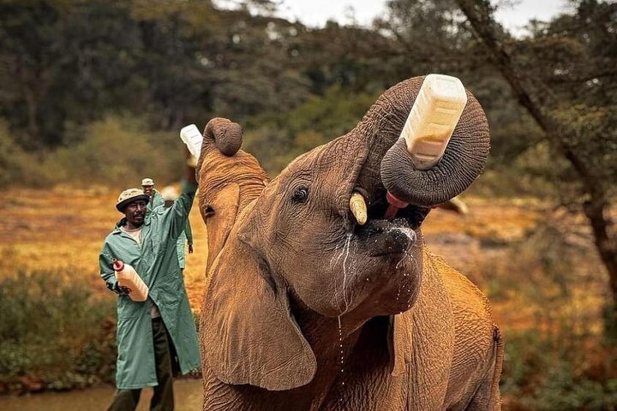 um homem em pé ao lado de um elefante com a tromba para cima