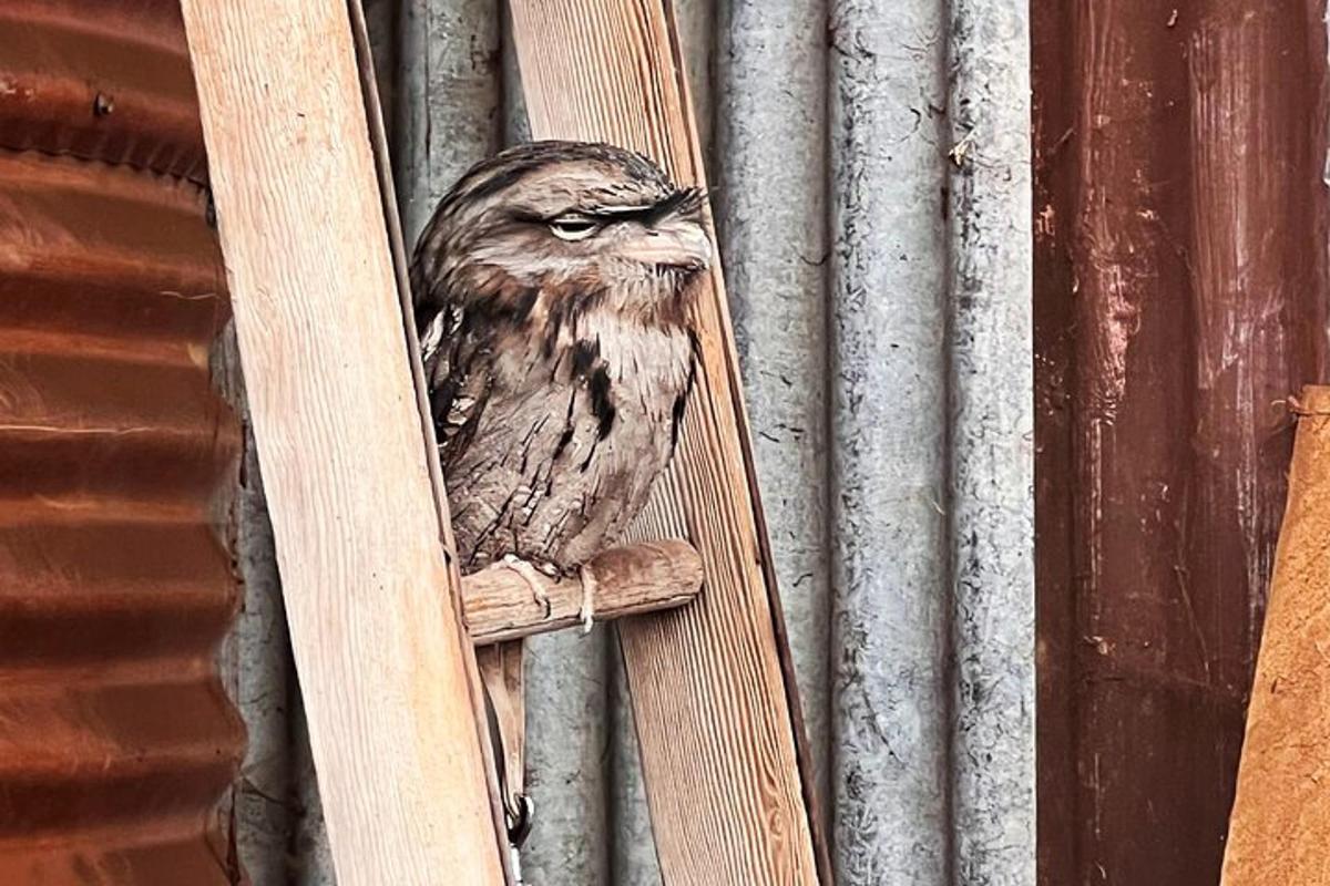 un gufo marrone seduto su un palo di legno