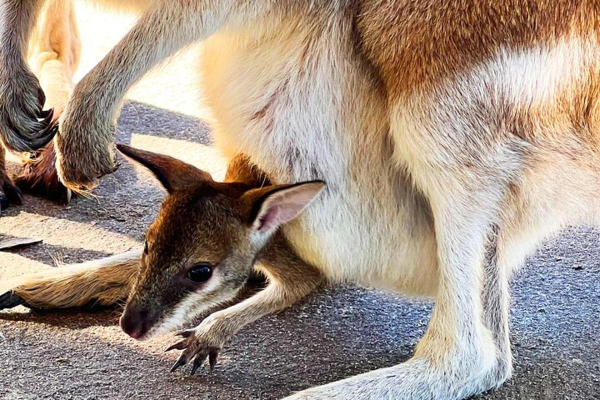 un cane e un cerbiatto sdraiati a terra
