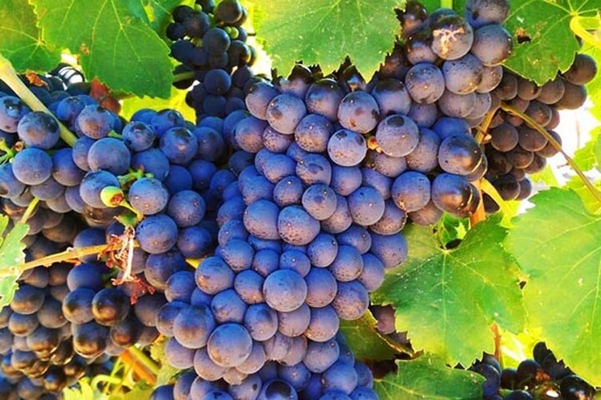 un grappolo d'uva appeso a una vite