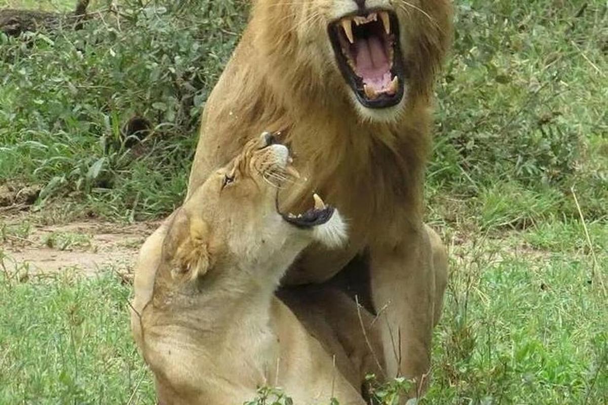 un leone sdraiato sull'erba con la bocca aperta
