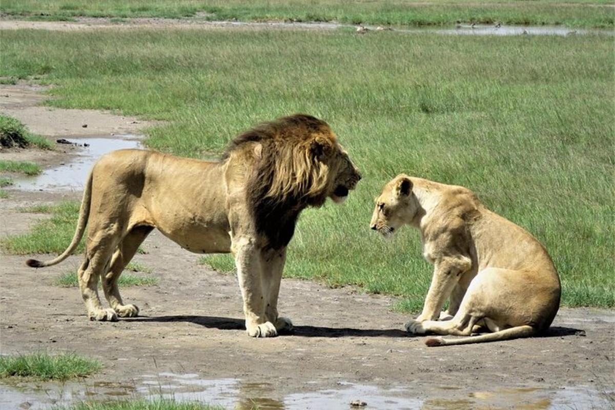 due leoni in piedi su una strada sterrata vicino a un campo