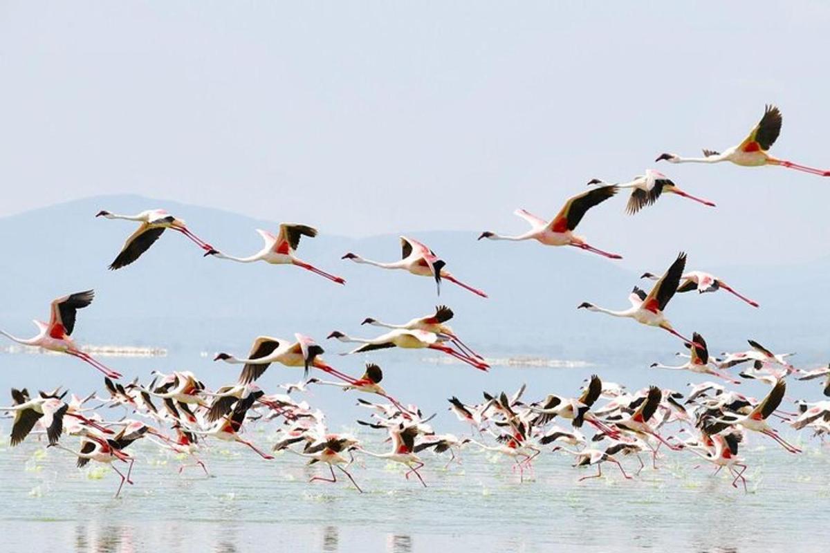 una bandada de pájaros volando sobre el agua
