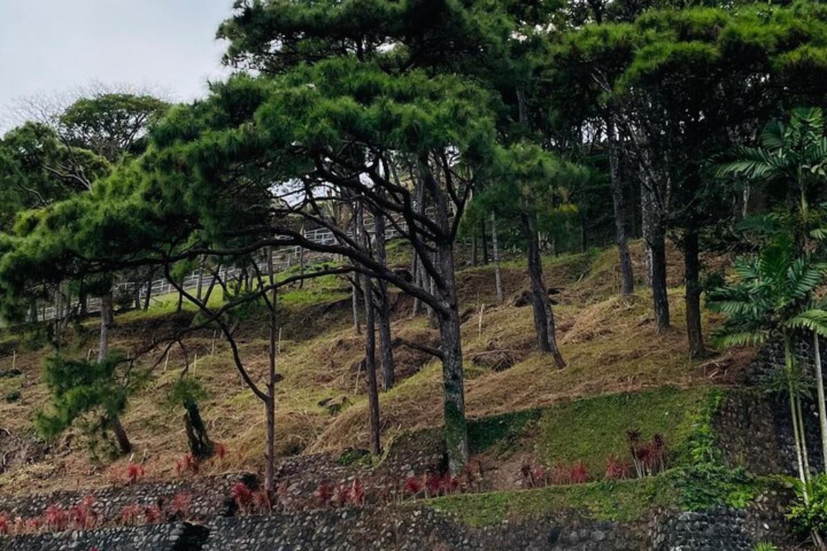 草が生い茂る丘の上の木の群れ