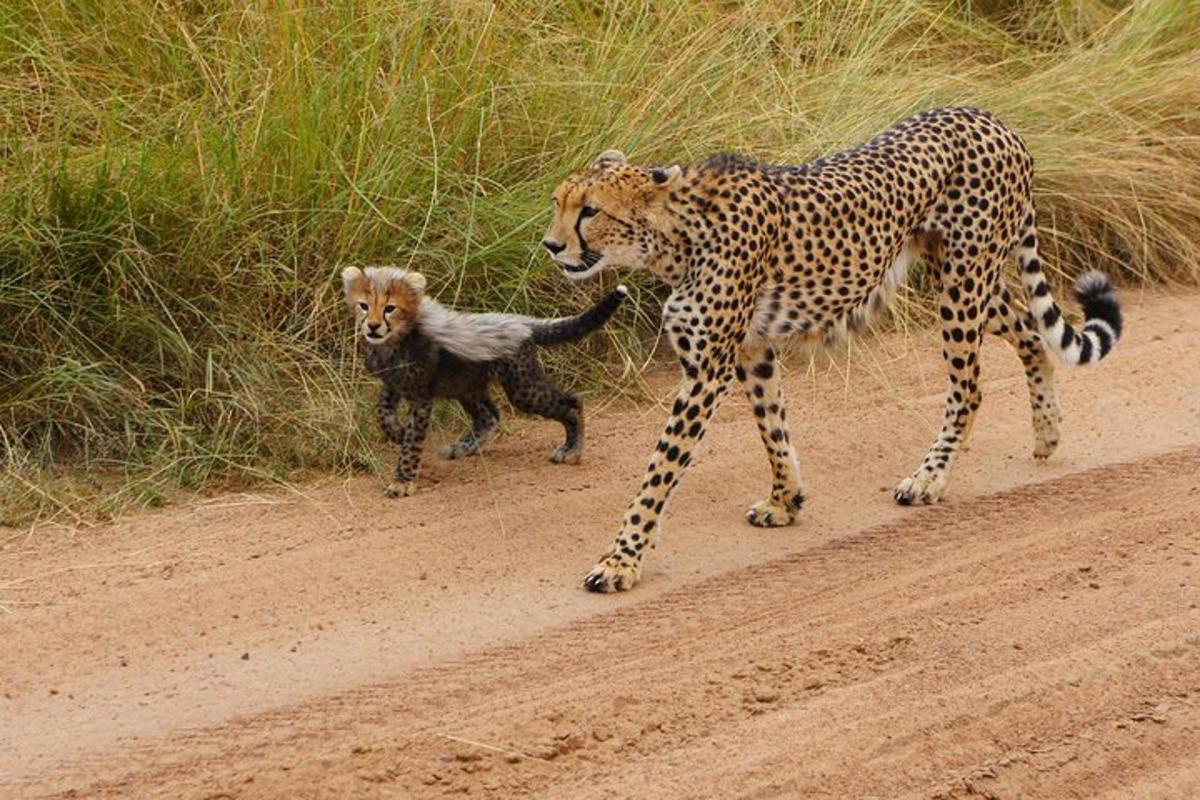 gepard a mládě leoparda na prašné cestě