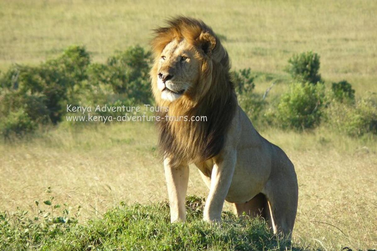 un leone in piedi in un campo d'erba