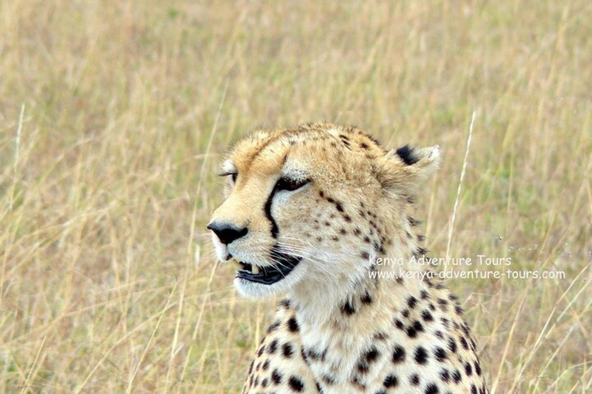 ein Gepard steht in einem Feld mit hohem Gras