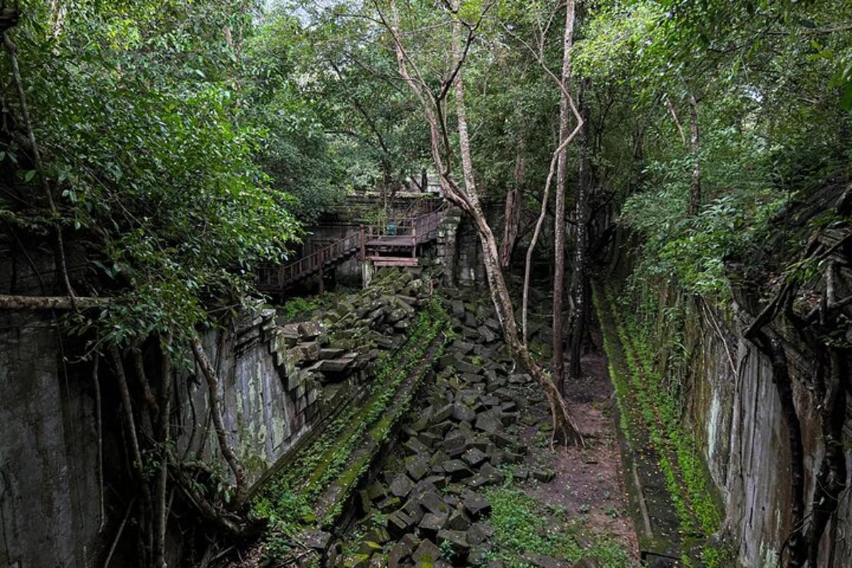 un sentiero in una foresta con alberi e rocce