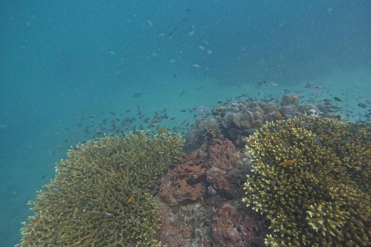 een koraalrif met vissen in het water