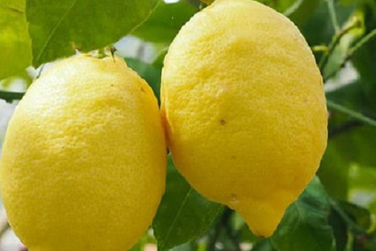 due limoni gialli appesi a un albero di limone
