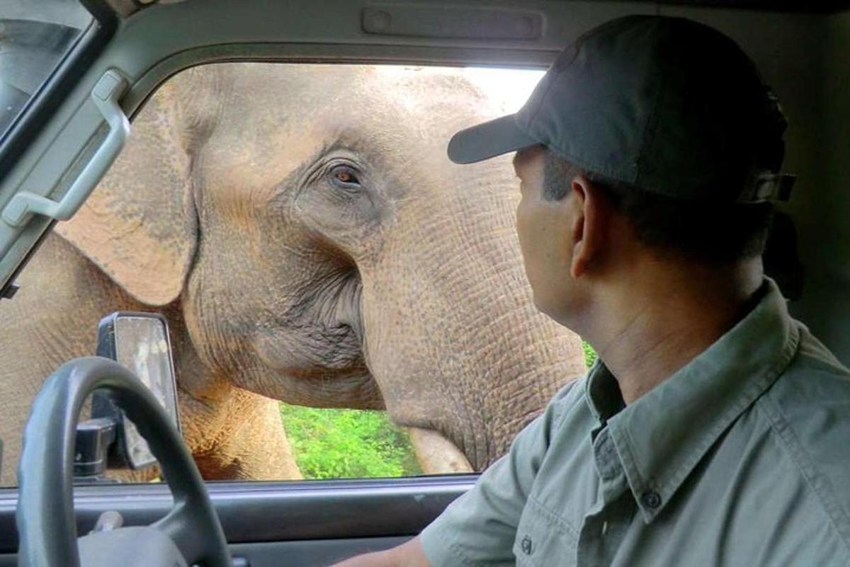 ein Mann in einem Auto, der durch ein Fenster auf einen Elefanten blickt