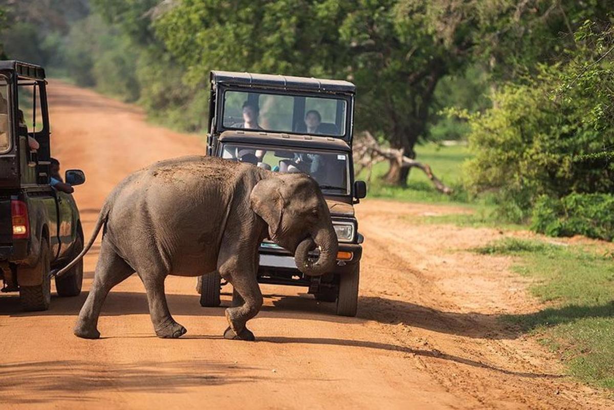 ein Elefant, der vor einem Fahrzeug auf einer unbefestigten Straße läuft