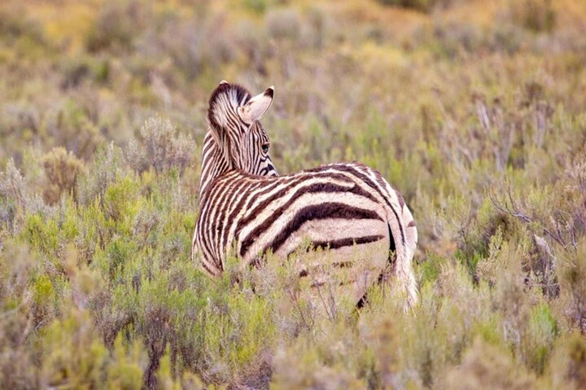 zebra stojící v poli vysoké trávy