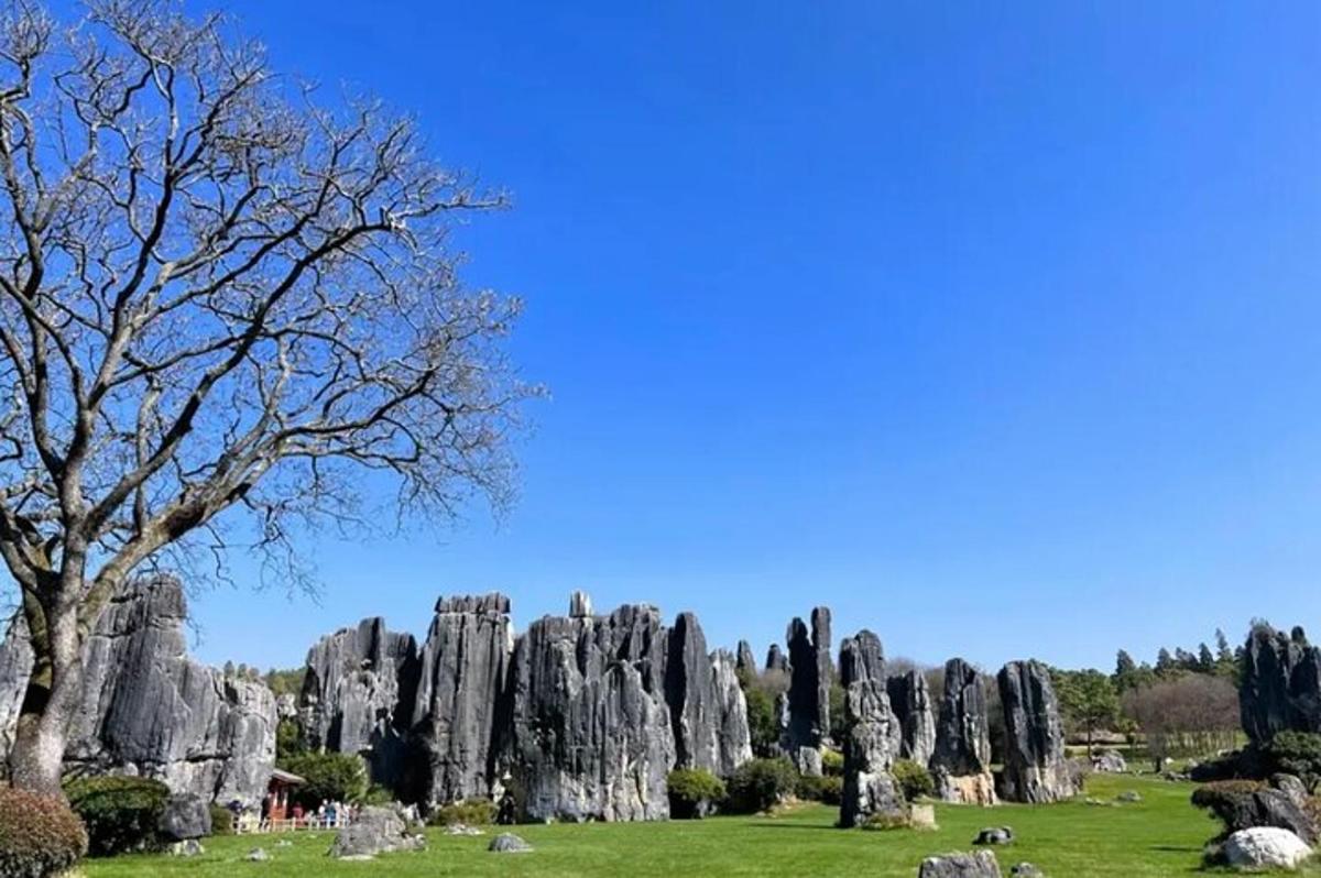 a group of rocks in a field with a tree
