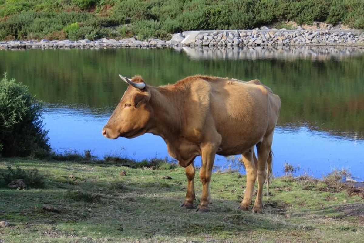 hnědá kráva stojící vedle vodní plochy