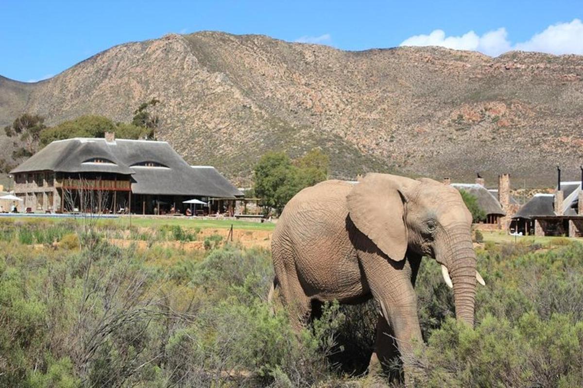 un elefante che cammina nell'erba davanti a un edificio