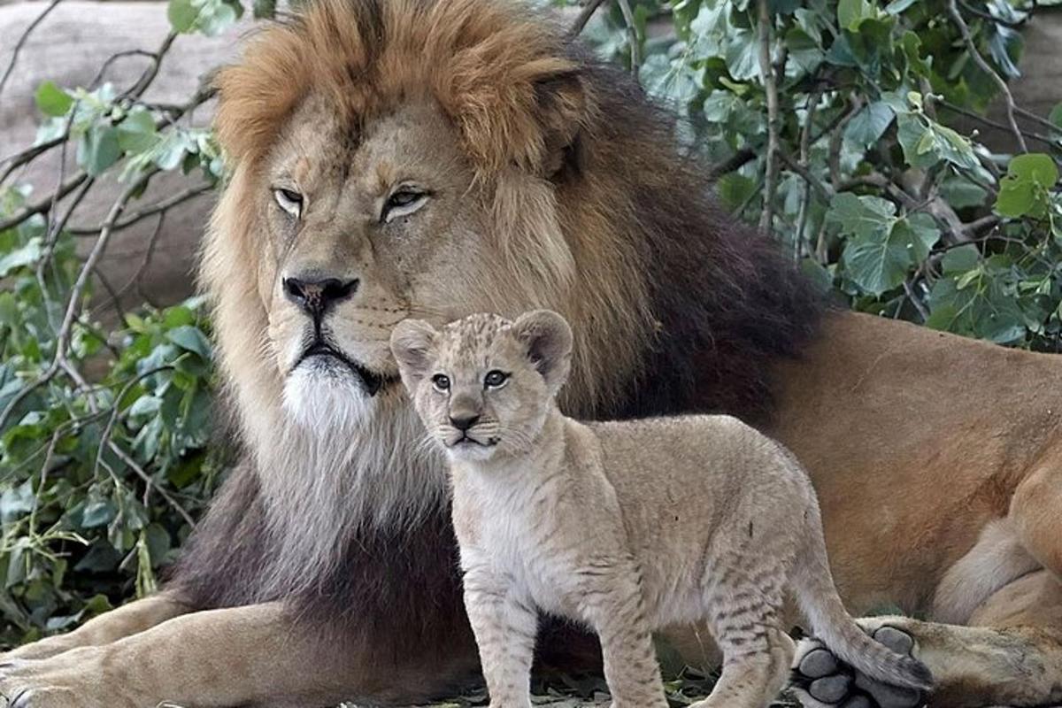 un leone e un cucciolo di leone sdraiati a terra
