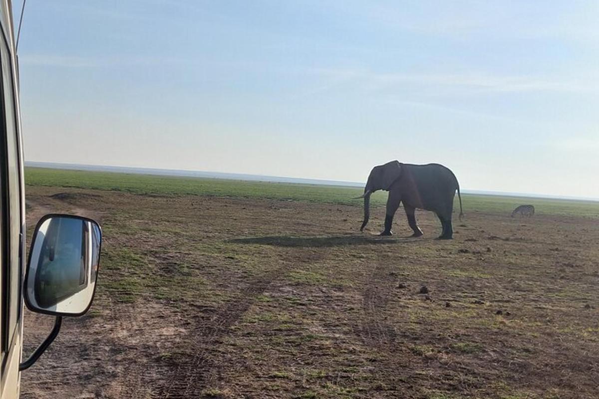 elevant kõnnib põllul auto kõrval
