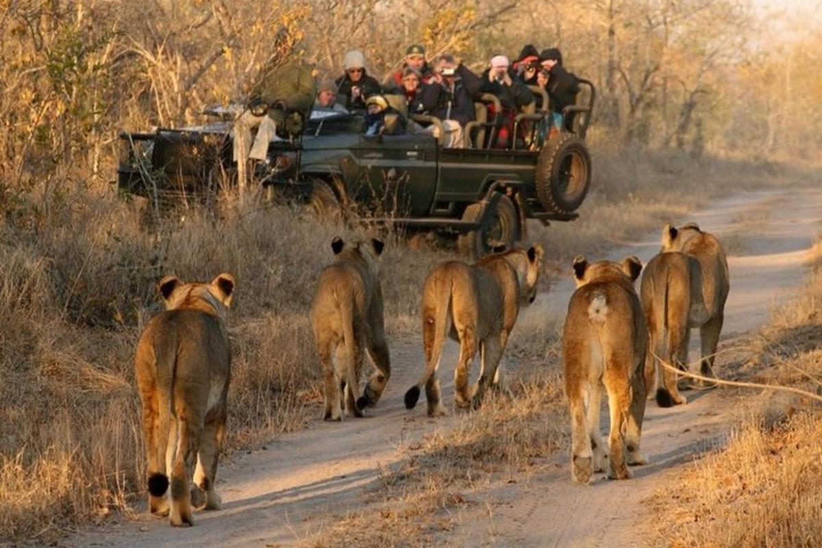 Un grupo de personas en un jeep conduciendo por una carretera con leones.