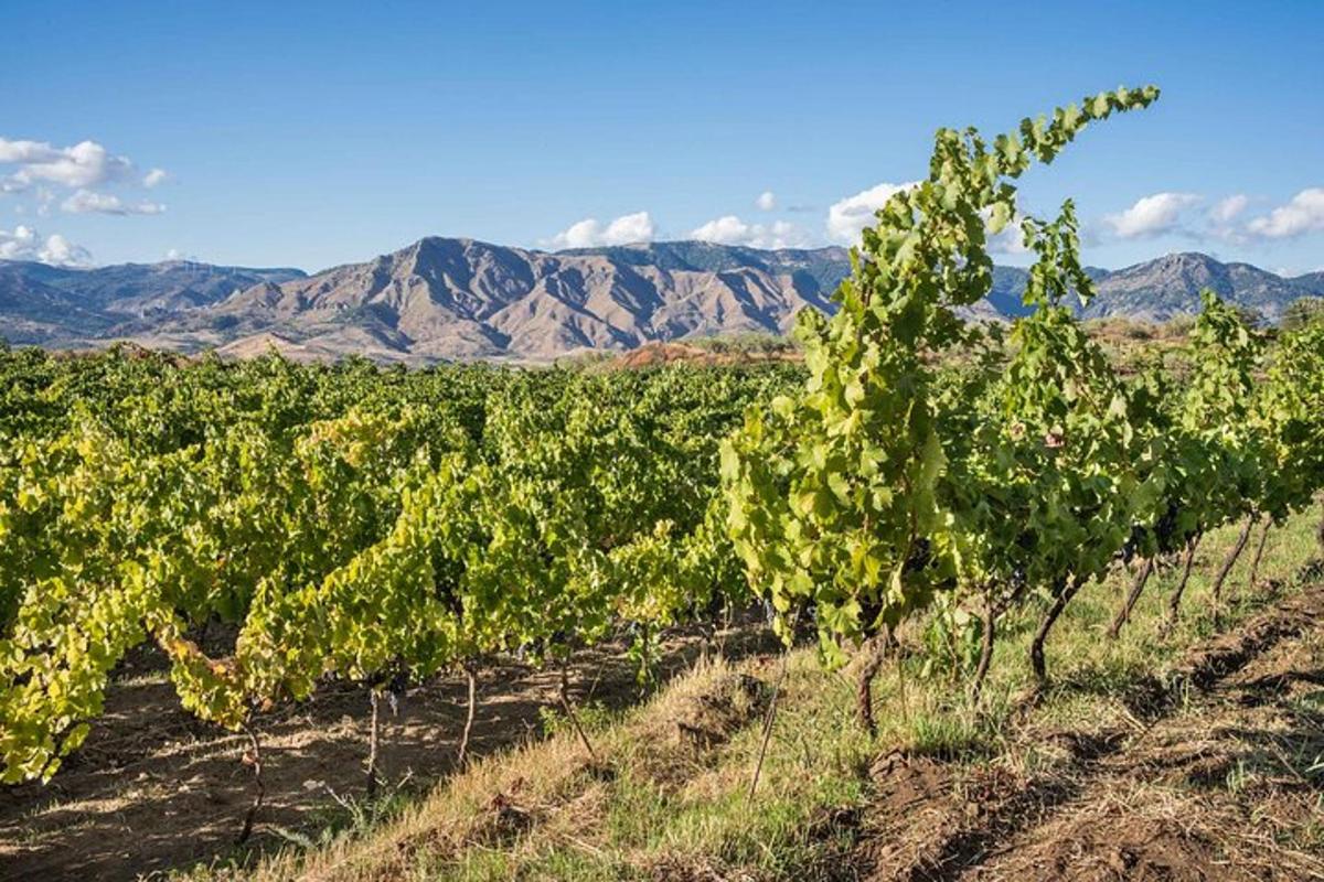 Una hilera de vides en un campo con montañas