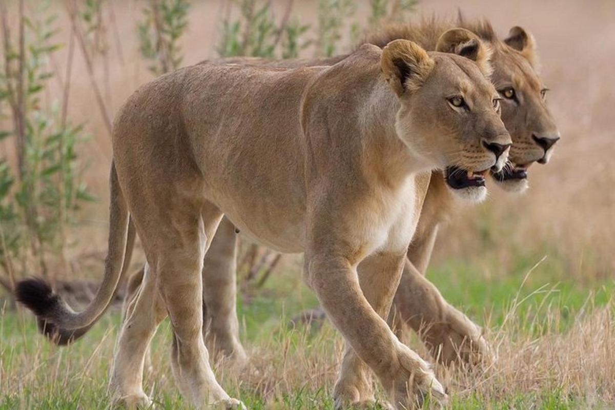 due leoni che camminano nell'erba in un campo